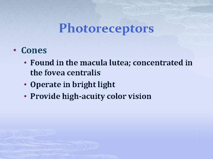 Photoreceptors • Cones • Found in the macula lutea; concentrated in the fovea centralis