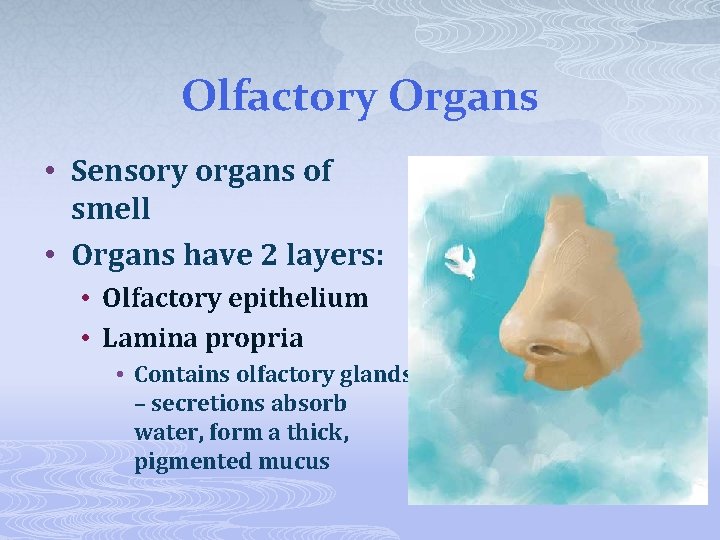 Olfactory Organs • Sensory organs of smell • Organs have 2 layers: • Olfactory