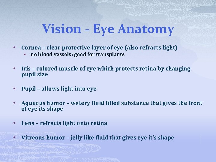Vision - Eye Anatomy • Cornea – clear protective layer of eye (also refracts