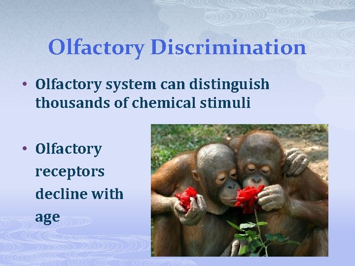 Olfactory Discrimination • Olfactory system can distinguish thousands of chemical stimuli • Olfactory receptors