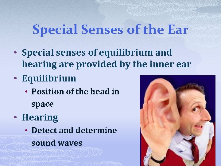 Special Senses of the Ear • Special senses of equilibrium and hearing are provided