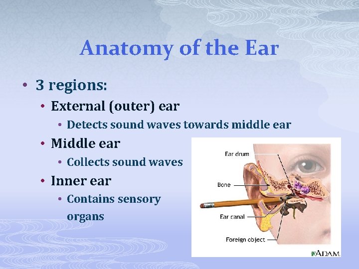 Anatomy of the Ear • 3 regions: • External (outer) ear • Detects sound