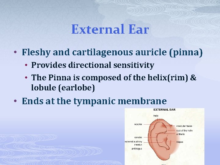 External Ear • Fleshy and cartilagenous auricle (pinna) • Provides directional sensitivity • The