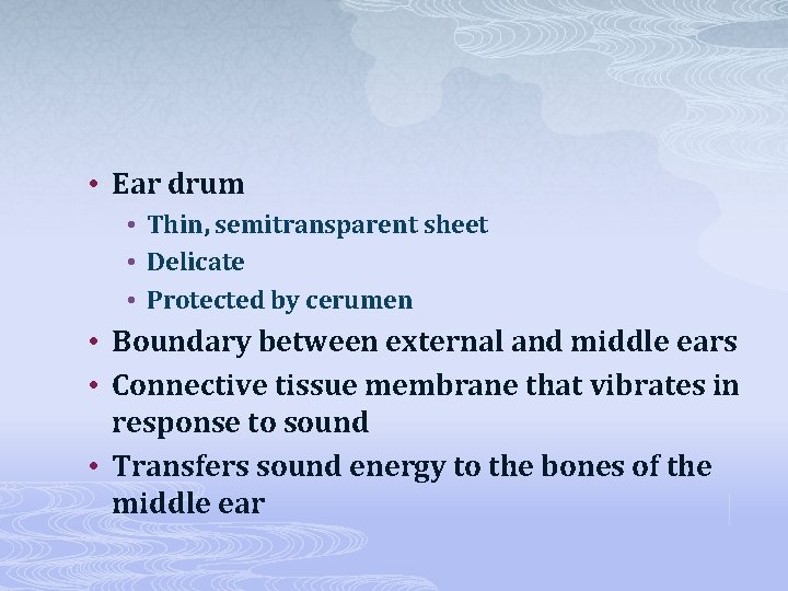  • Ear drum • Thin, semitransparent sheet • Delicate • Protected by cerumen