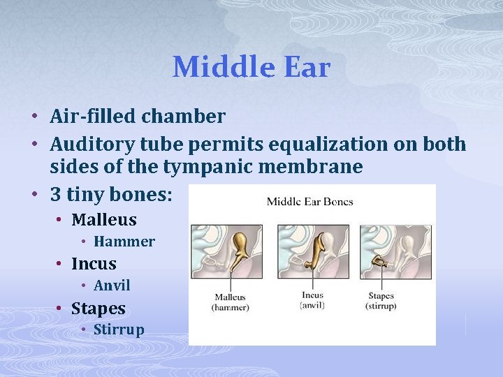 Middle Ear • Air-filled chamber • Auditory tube permits equalization on both sides of
