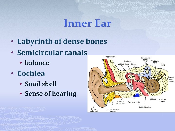Inner Ear • Labyrinth of dense bones • Semicircular canals • balance • Cochlea