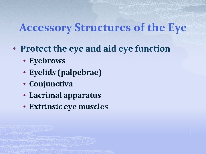 Accessory Structures of the Eye • Protect the eye and aid eye function •