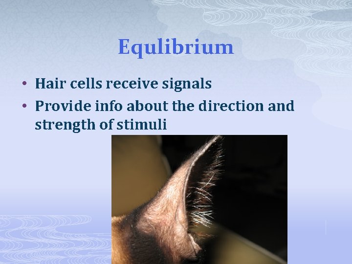Equlibrium • Hair cells receive signals • Provide info about the direction and strength