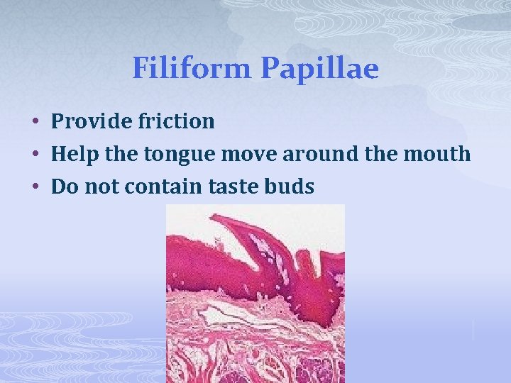 Filiform Papillae • Provide friction • Help the tongue move around the mouth •