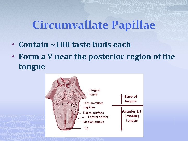 Circumvallate Papillae • Contain ~100 taste buds each • Form a V near the