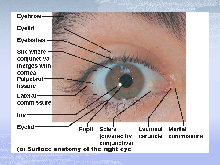Eyebrow Eyelid Eyelashes Site where conjunctiva merges with cornea Palpebral fissure Lateral commissure Iris