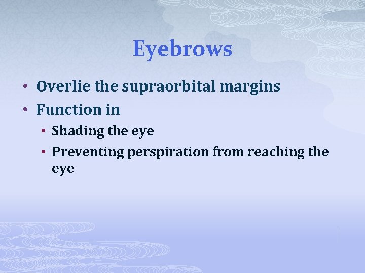 Eyebrows • Overlie the supraorbital margins • Function in • Shading the eye •