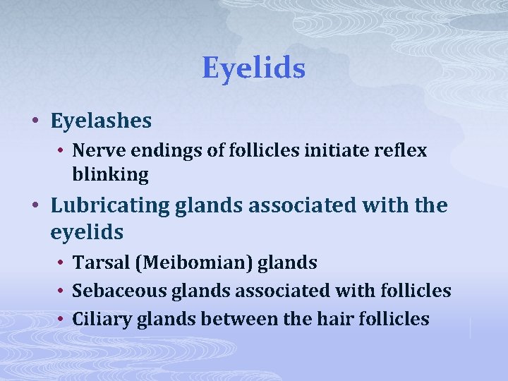 Eyelids • Eyelashes • Nerve endings of follicles initiate reflex blinking • Lubricating glands