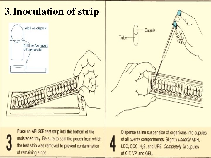 3. Inoculation of strip 