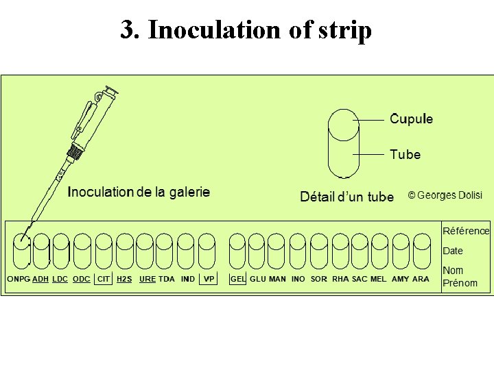 3. Inoculation of strip 