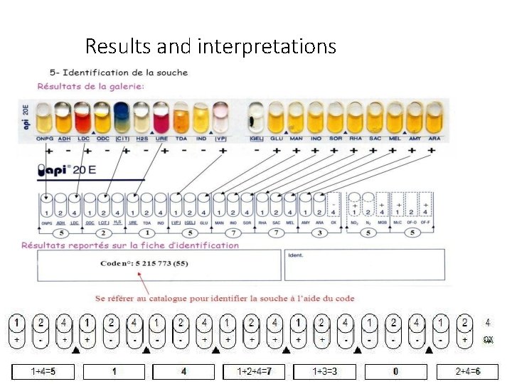 Results and interpretations 