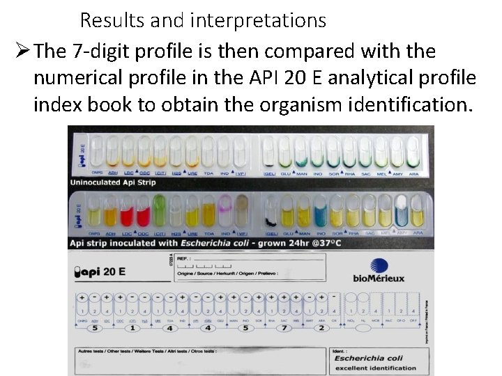 Results and interpretations The 7 -digit profile is then compared with the numerical profile
