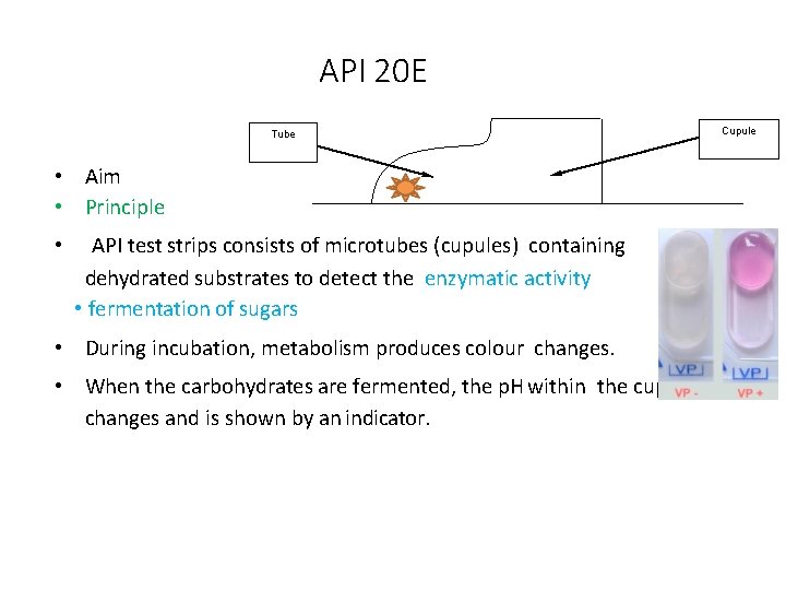 API 20 E Tube • Aim • Principle • API test strips consists of