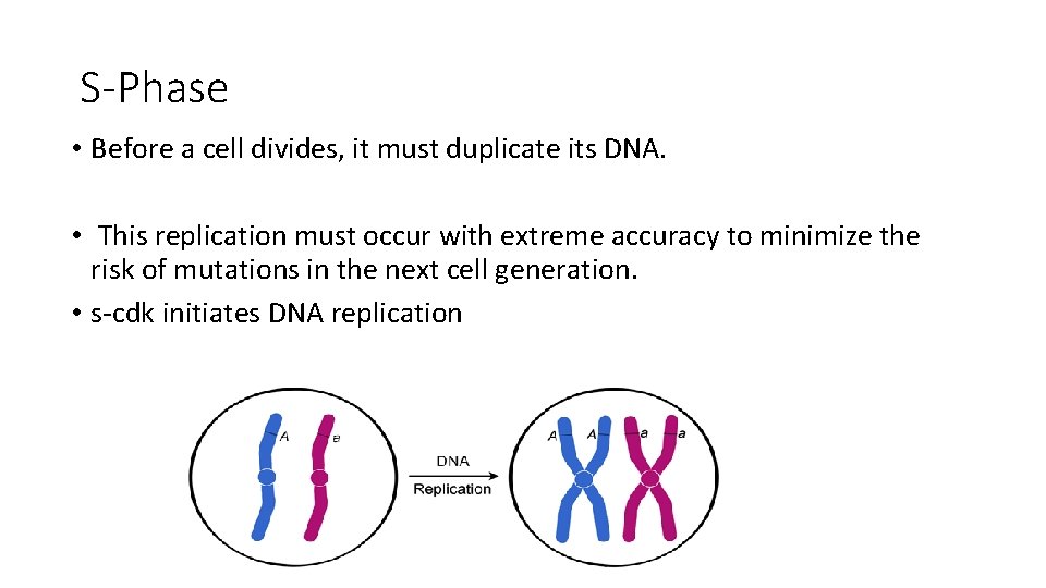 S-Phase • Before a cell divides, it must duplicate its DNA. • This replication
