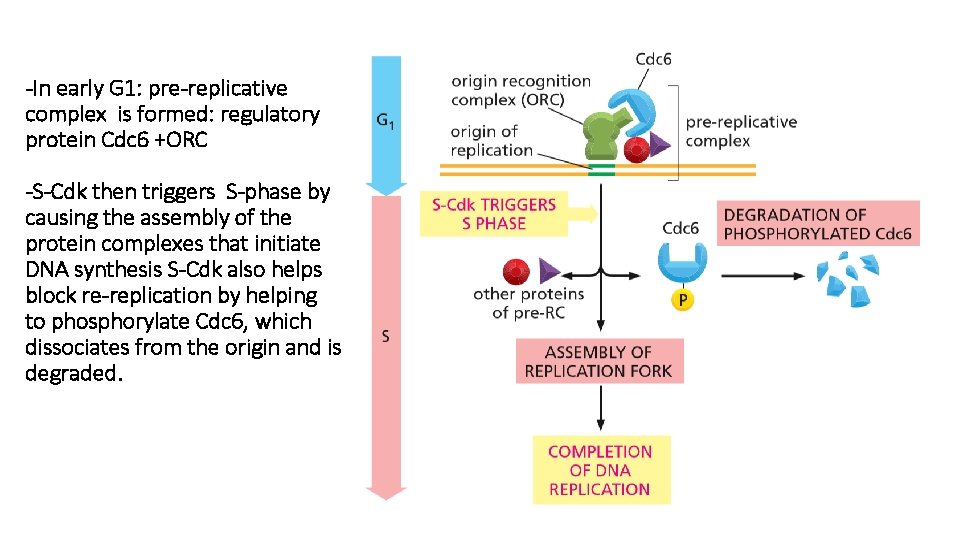 -In early G 1: pre-replicative complex is formed: regulatory protein Cdc 6 +ORC -S-Cdk