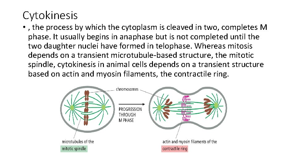 Cytokinesis • , the process by which the cytoplasm is cleaved in two, completes