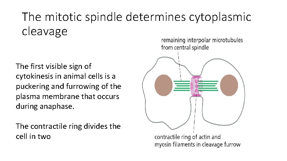 The mitotic spindle determines cytoplasmic cleavage The first visible sign of cytokinesis in animal