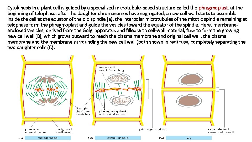 Cytokinesis in a plant cell is guided by a specialized microtubule-based structure called the
