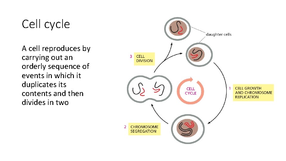 Cell cycle A cell reproduces by carrying out an orderly sequence of events in
