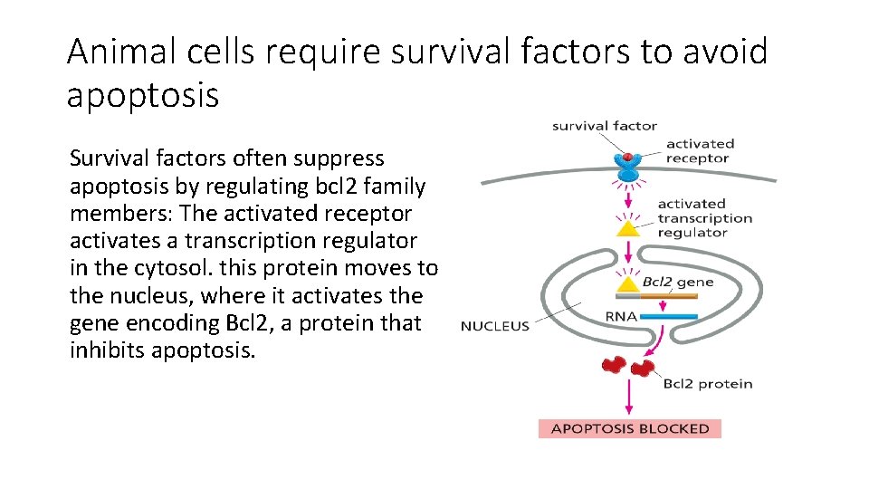 Animal cells require survival factors to avoid apoptosis Survival factors often suppress apoptosis by