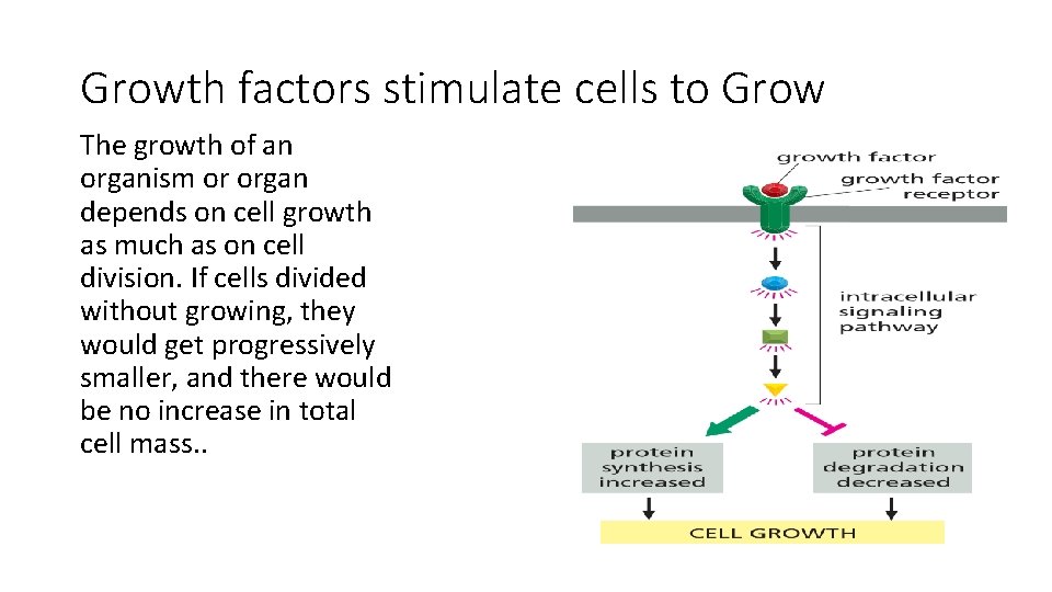 Growth factors stimulate cells to Grow The growth of an organism or organ depends