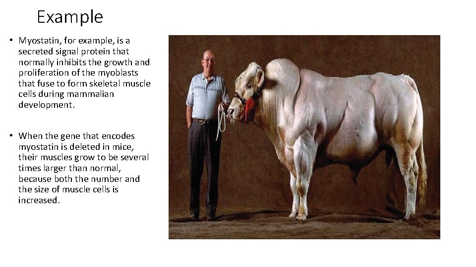 Example • Myostatin, for example, is a secreted signal protein that normally inhibits the