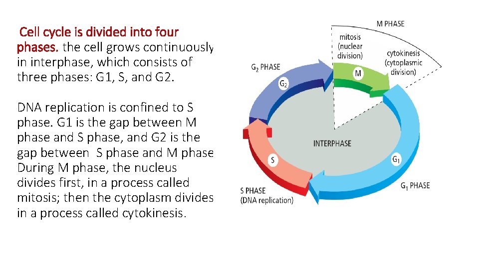 Cell cycle is divided into four phases. the cell grows continuously in interphase, which