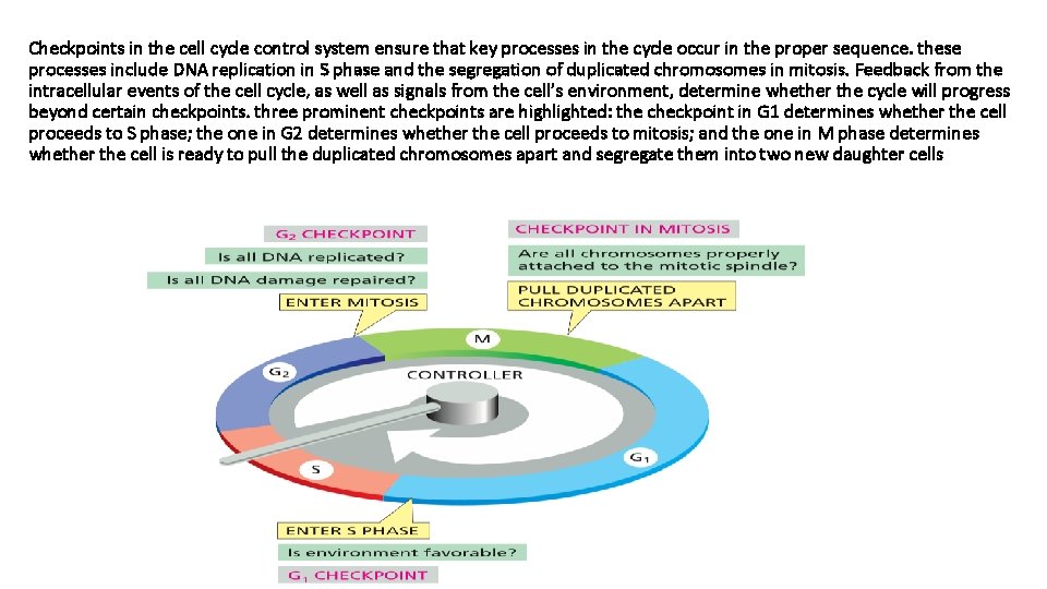 Checkpoints in the cell cycle control system ensure that key processes in the cycle