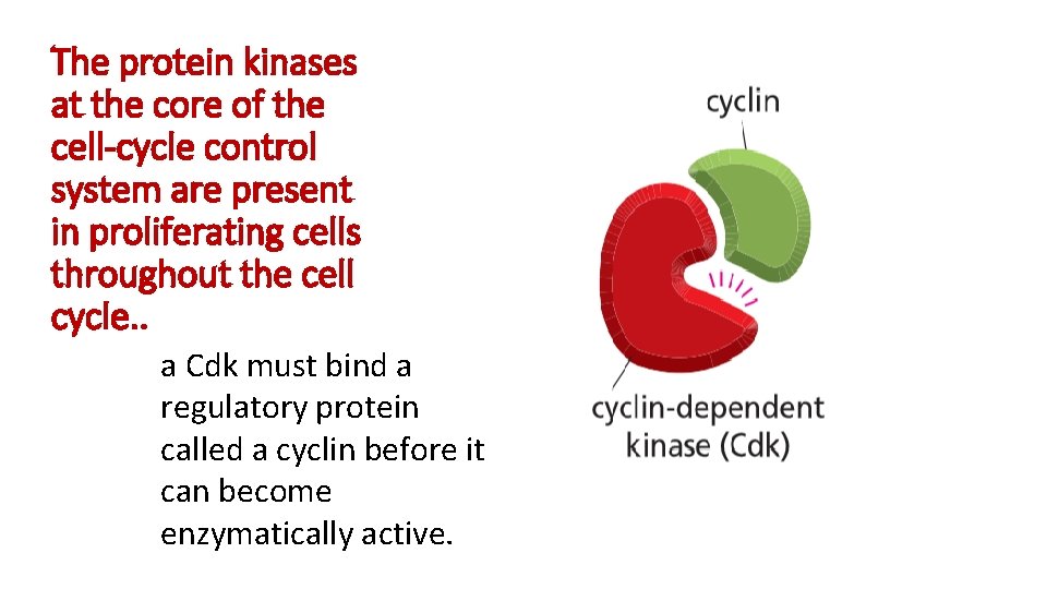 The protein kinases at the core of the cell-cycle control system are present in