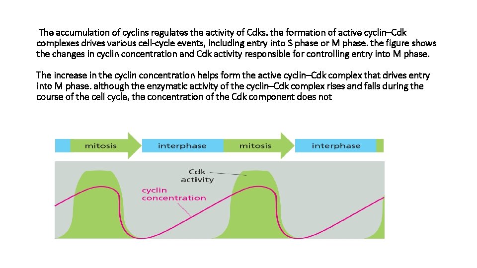 The accumulation of cyclins regulates the activity of Cdks. the formation of active cyclin–Cdk
