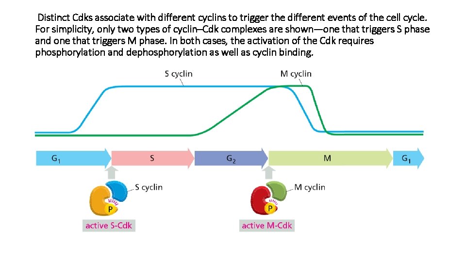 Distinct Cdks associate with different cyclins to trigger the different events of the cell