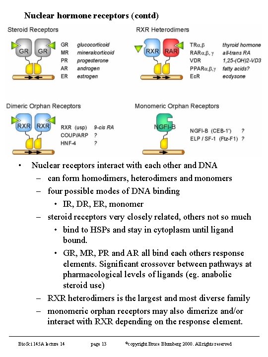 Nuclear hormone receptors (contd) • Nuclear receptors interact with each other and DNA –