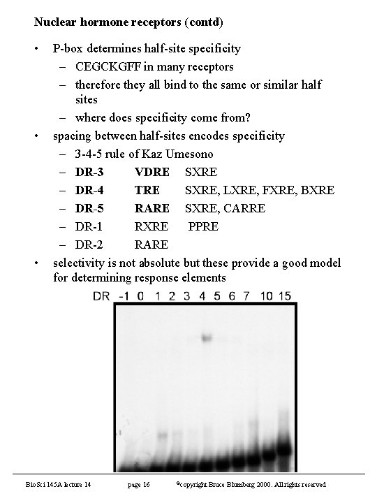 Nuclear hormone receptors (contd) • • • P-box determines half-site specificity – CEGCKGFF in