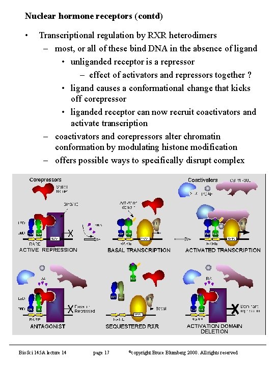 Nuclear hormone receptors (contd) • Transcriptional regulation by RXR heterodimers – most, or all