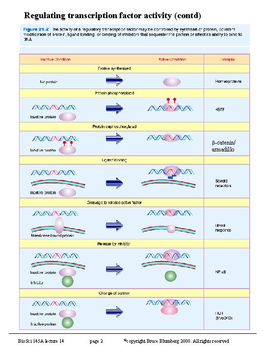 Regulating transcription factor activity (contd) -catenin/ armadillo Bio. Sci 145 A lecture 14 page