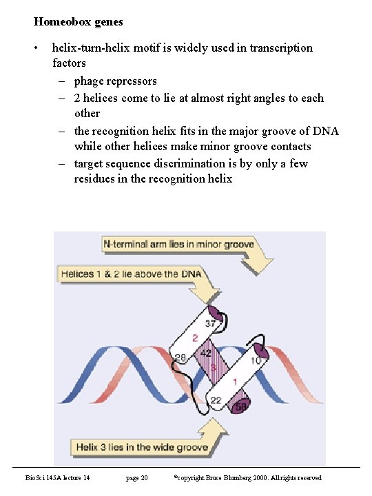 Homeobox genes • helix-turn-helix motif is widely used in transcription factors – phage repressors