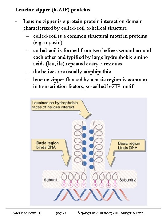 Leucine zipper (b-ZIP) proteins • Leucine zipper is a protein: protein interaction domain characterized