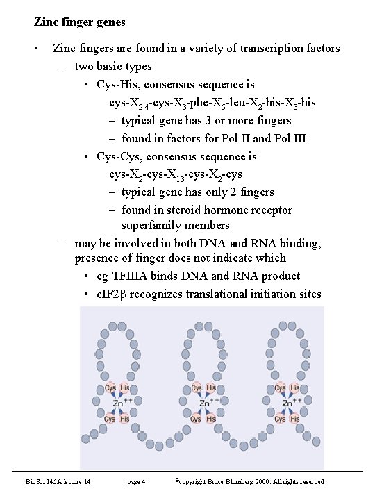 Zinc finger genes • Zinc fingers are found in a variety of transcription factors