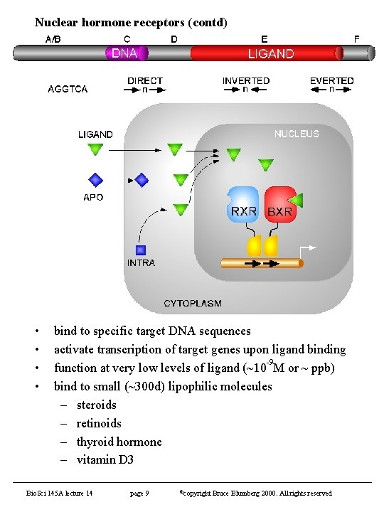 Nuclear hormone receptors (contd) • • bind to specific target DNA sequences activate transcription