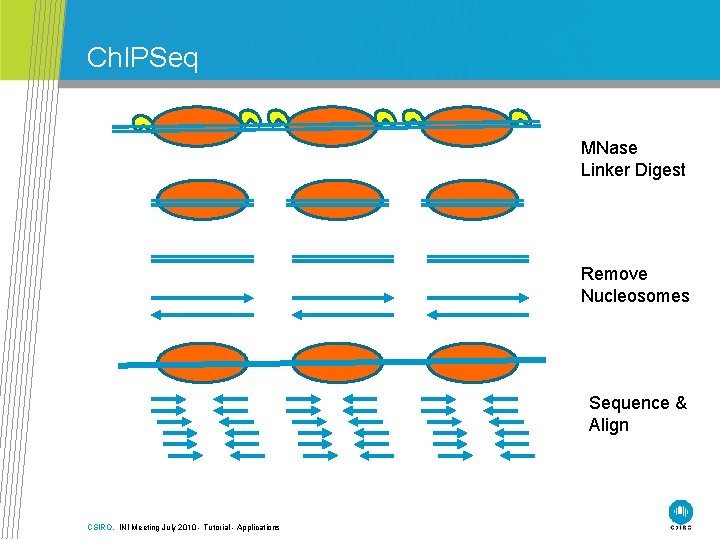 Ch. IPSeq MNase Linker Digest Remove Nucleosomes Sequence & Align CSIRO. INI Meeting July