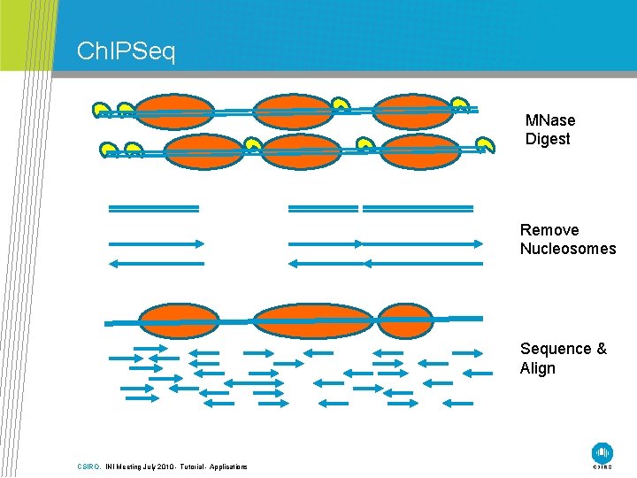 Ch. IPSeq MNase Digest Remove Nucleosomes Sequence & Align CSIRO. INI Meeting July 2010
