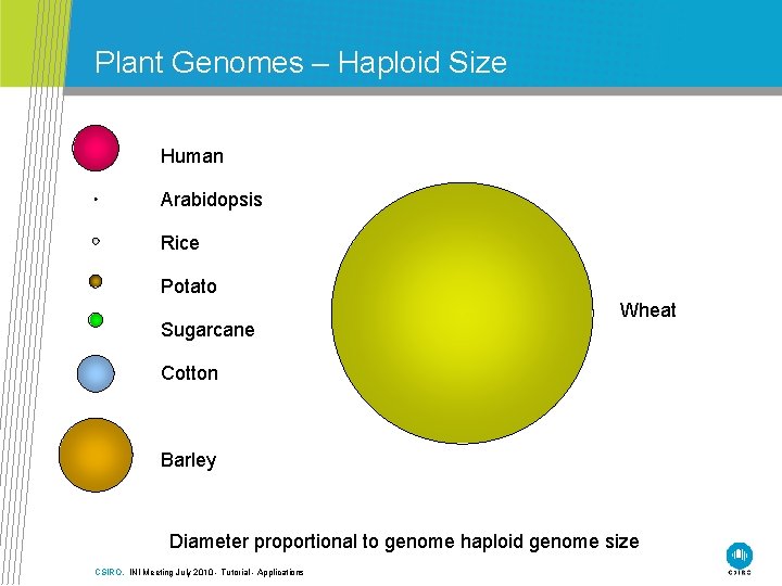 Plant Genomes – Haploid Size Human Arabidopsis Rice Potato Sugarcane Wheat Cotton Barley Diameter