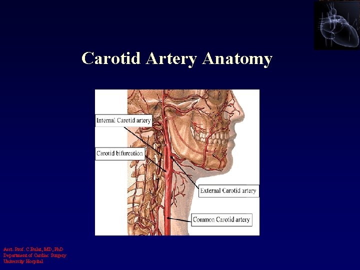 Carotid Artery Anatomy Asst. Prof. C. Bulat, MD, Ph. D Department of Cardiac Surgery