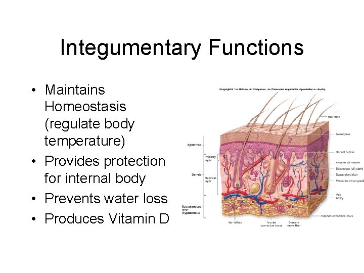 Integumentary Functions • Maintains Homeostasis (regulate body temperature) • Provides protection for internal body