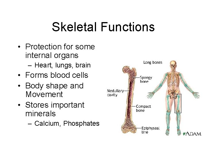 Skeletal Functions • Protection for some internal organs – Heart, lungs, brain • Forms